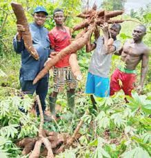 Cassava Ghana’s next gold mine